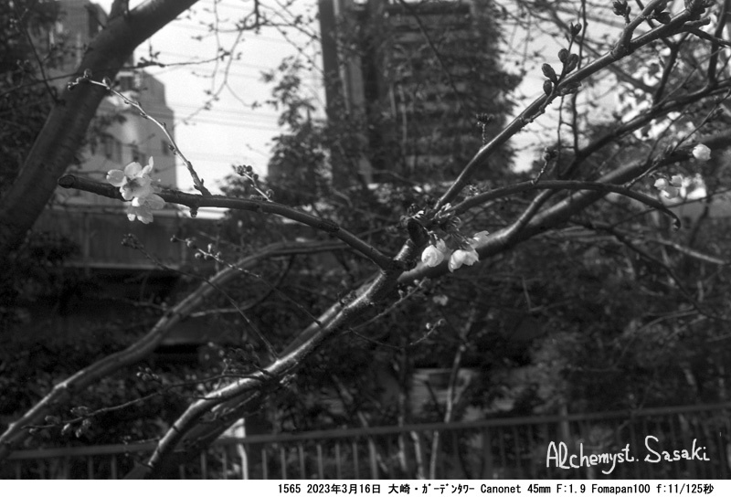 大崎ガーデンタワーの桜1565-4