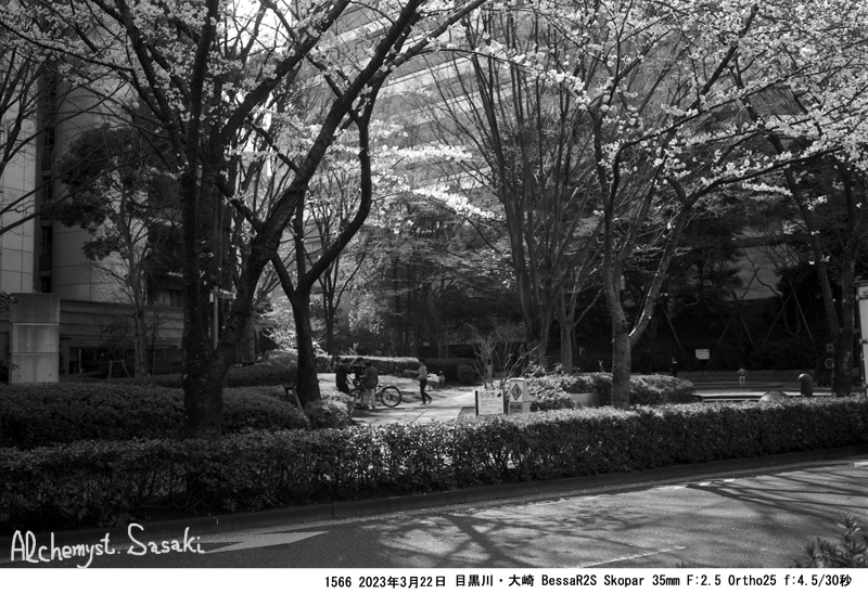 大崎の桜1566-13