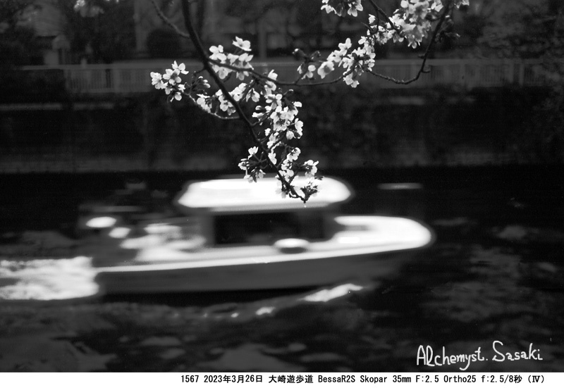 大崎の桜1567-19
