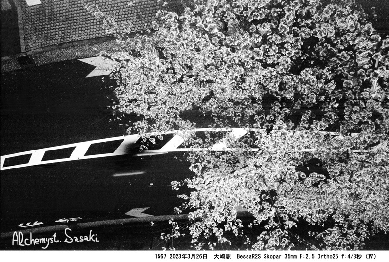 大崎の桜1567-30