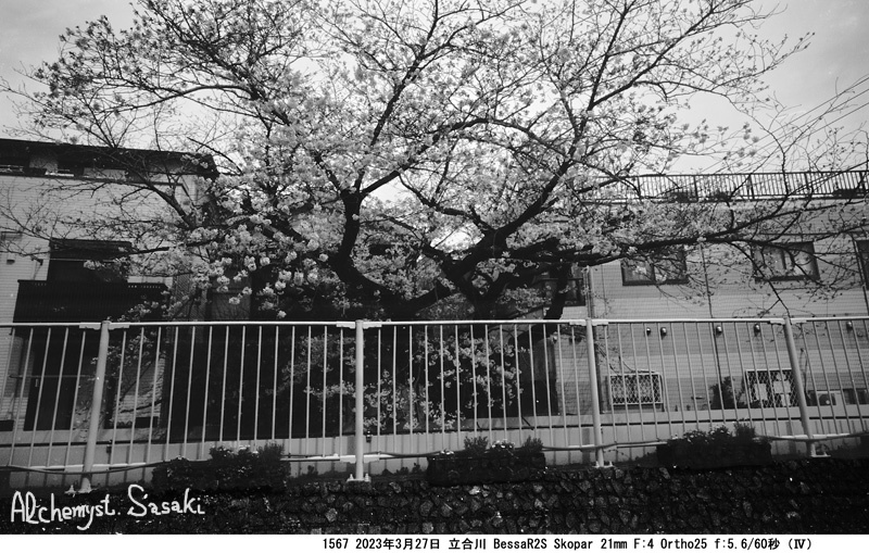立合川の桜1567-38