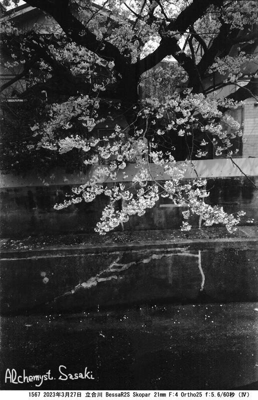立合川の桜1567-40