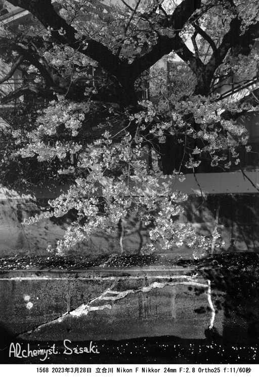立合川の桜1568-17