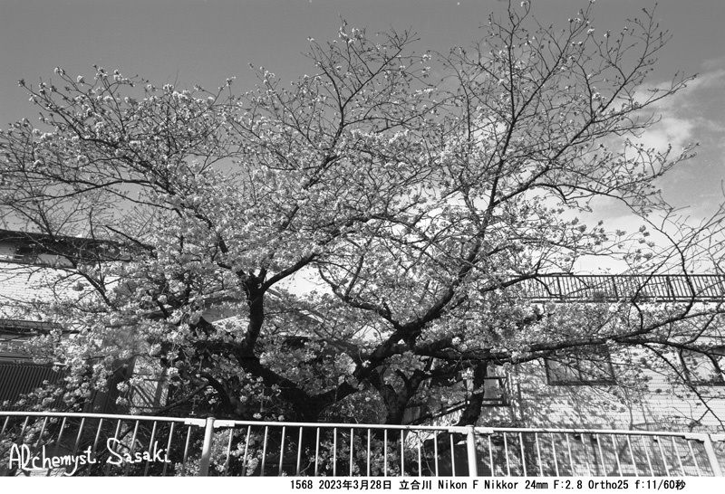 立合川の桜1568-18