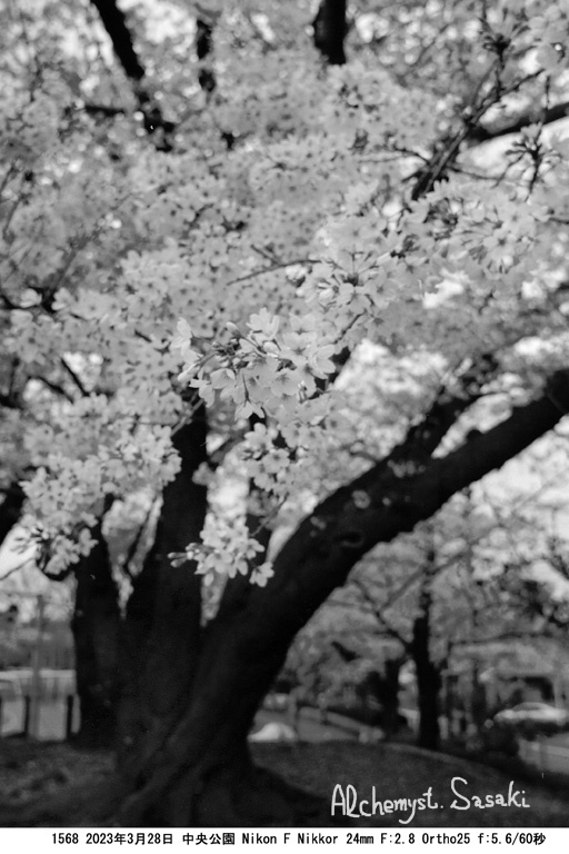 中央公園の桜1568-4a