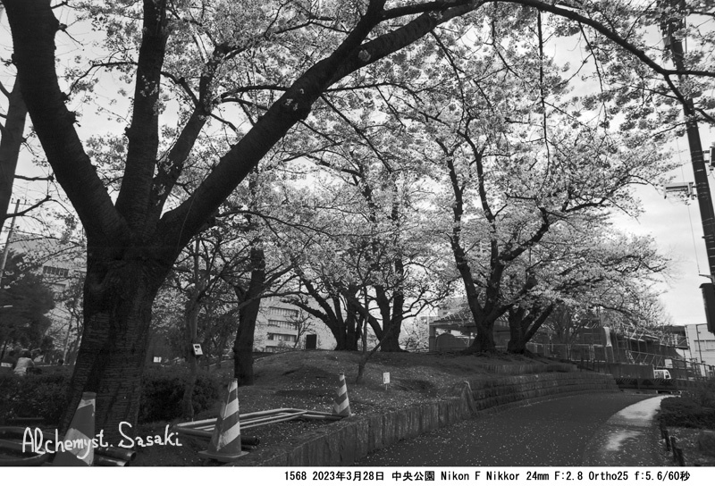 中央公園の桜1568-3
