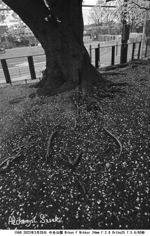中央公園の桜1568-6