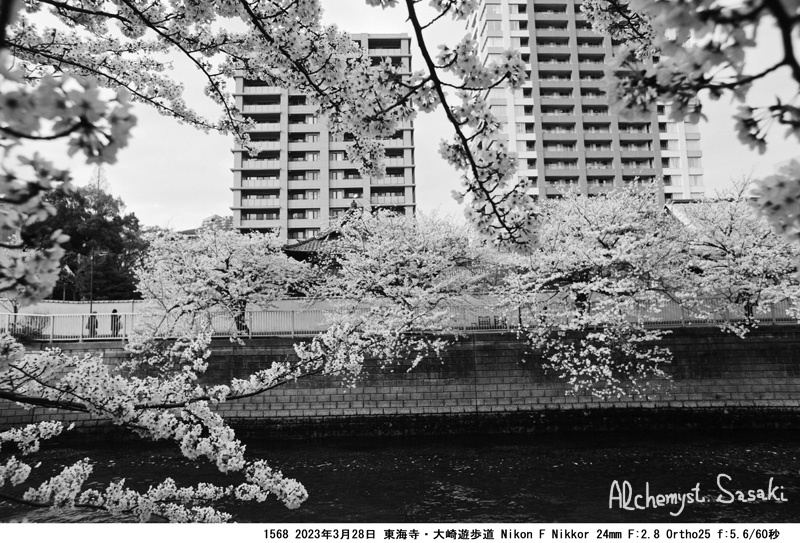 大崎の桜1568-37
