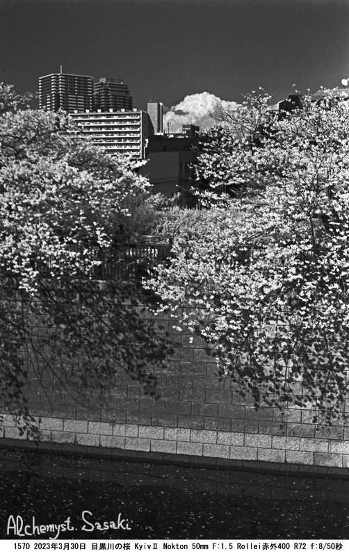 桜　赤外写真1570-21
