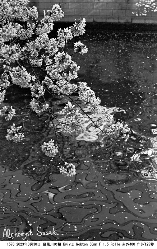 目黒川の桜1570-12
