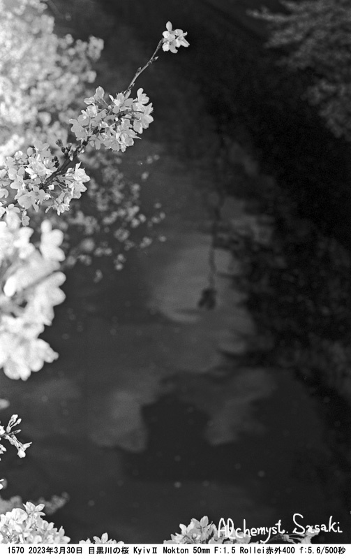 目黒川の桜を撮る1570-25
