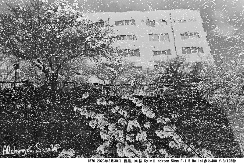目黒川の桜を撮る1570-33