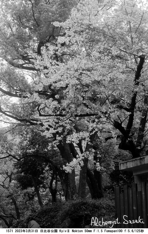日比谷公園の桜1571-11