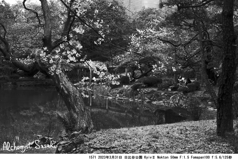 日比谷公園の桜1571-17