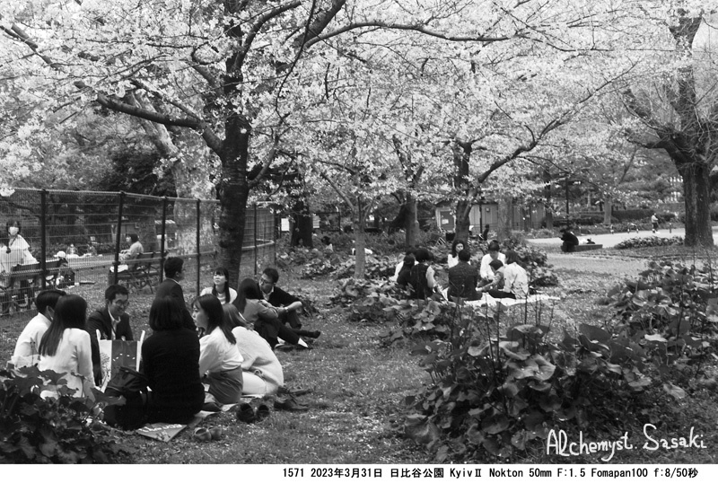 日比谷公園の桜1571-23