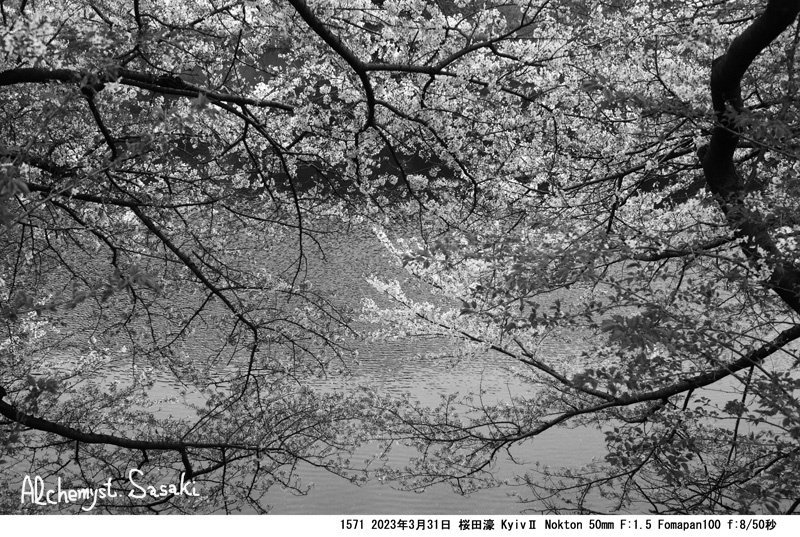 皇居の桜1571-33