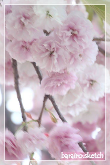 八重桜2023-4-4