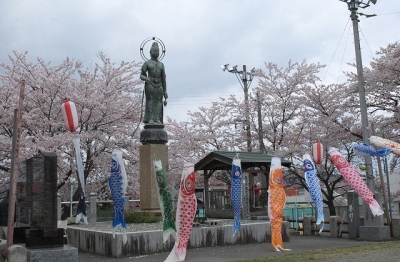 2010sakura0012.jpg