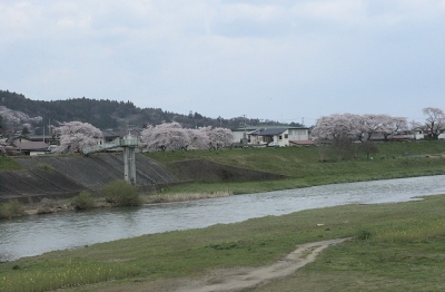 2010sakura0016.jpg