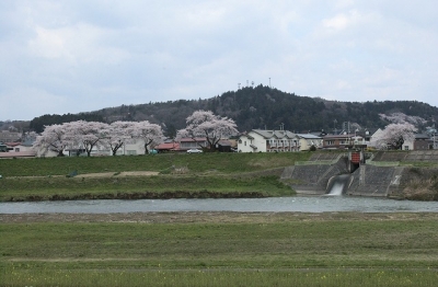 2010sakura0022.jpg