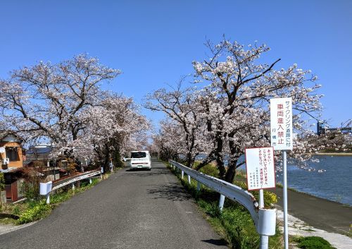 12桜のトンネル