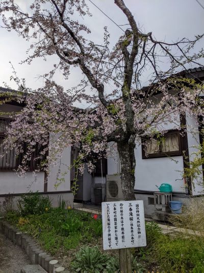 12三春滝桜