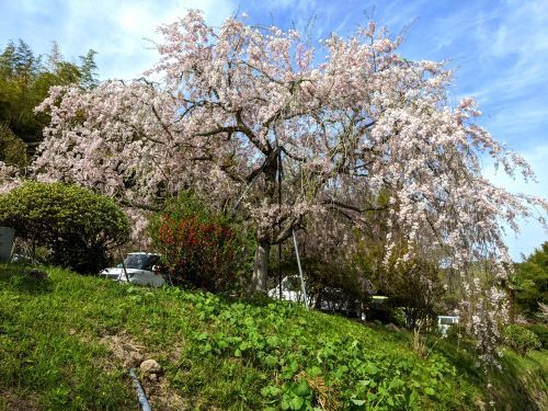 6枝垂桜