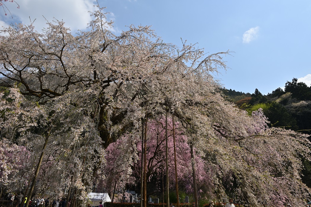 清雲寺の桜