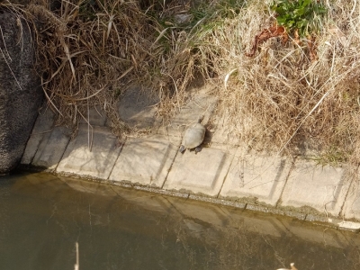 午の堀川伏越吐口付近の亀