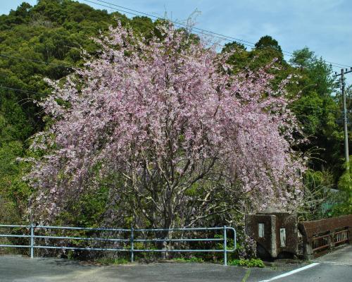 篠川枝垂桜