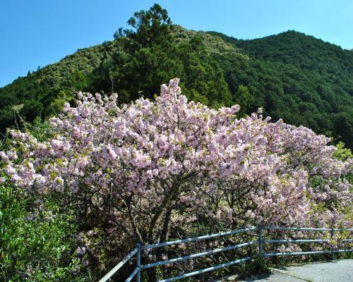 篠川牡丹桜