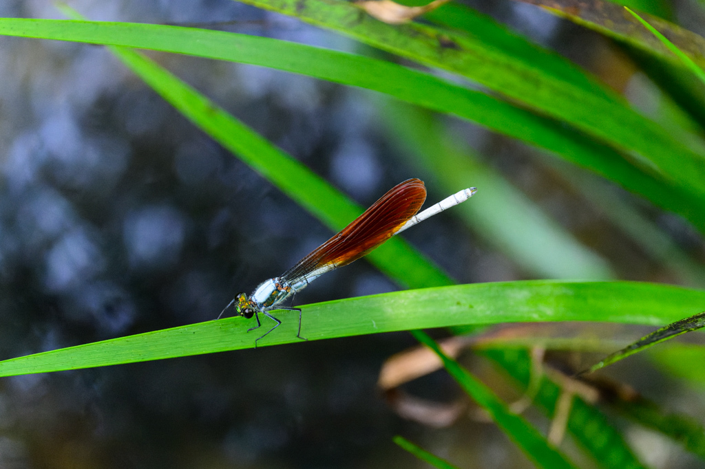 (05)アサヒナカワトンボ♂の褐色翅タイプ