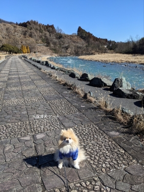 20230222元保護犬（元収容犬）小野上温泉公園で記念撮影するアート