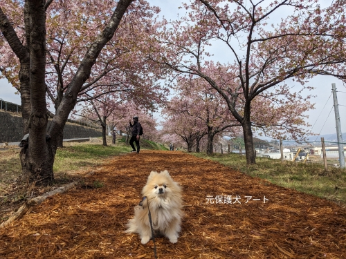20230316元保護犬（元収容犬）群馬県渋川市、かわづ桜の丘白井とアート