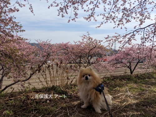 20230316元保護犬（元収容犬）群馬県渋川市、かわづ桜の丘白井とアート1