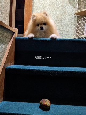 20230320元保護犬（元収容犬）階段の上で待っているアート