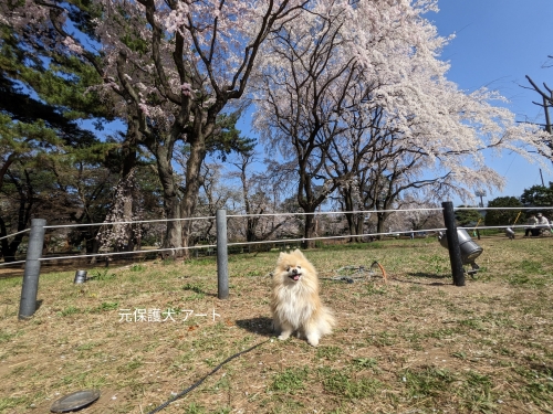 20230322元保護犬（元収容犬）群馬県前橋市、敷島公園の枝垂れ桜とアート