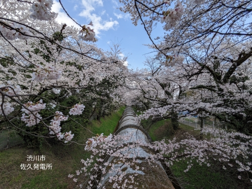 20230328群馬県渋川市、佐久発電所・関水さくら祭りの満開の桜