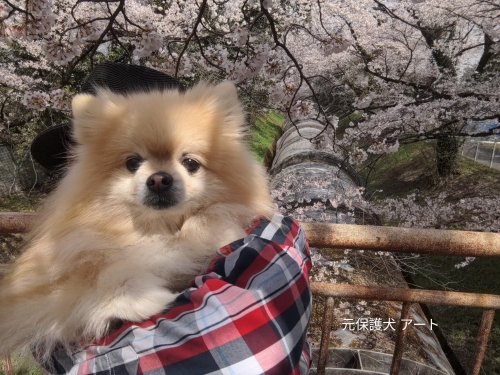 20230328元保護犬（元収容犬）群馬県渋川市、佐久発電所・関水さくら祭りの満開の桜とアート1