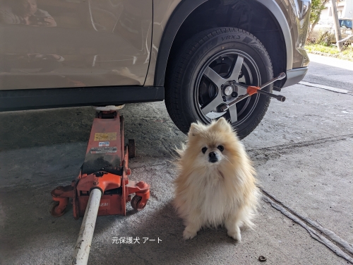 20230412元保護犬（元収容犬）タイヤ交換を手伝わないアート