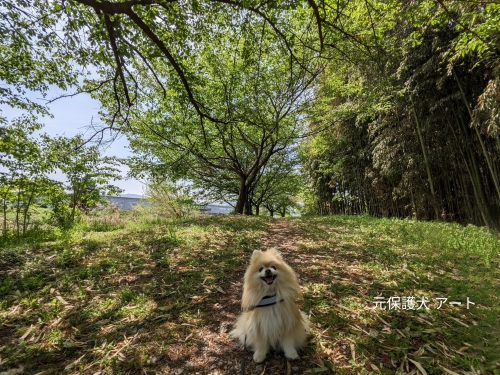 20230421元保護犬（元収容犬）群馬県富岡市、高田川親水公園とアート