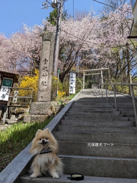 20230420元保護犬（元収容犬）群馬県草津町、草津温泉・白根神社の桜とアート1