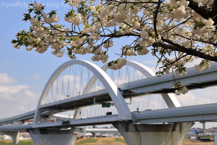 五色桜大橋とサクラSN