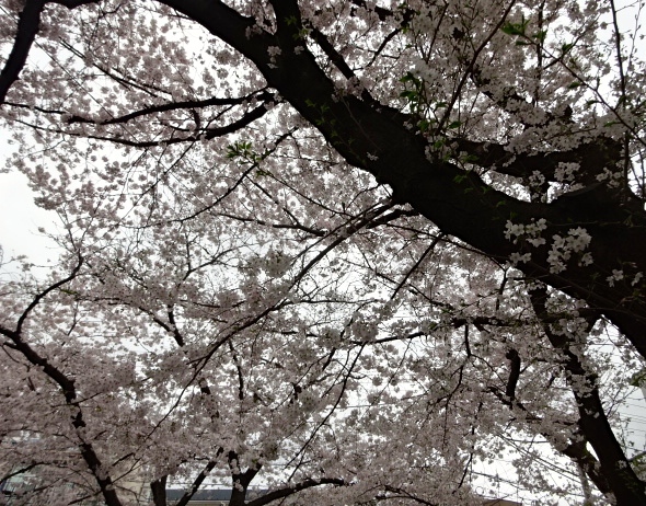 2303曇り桜