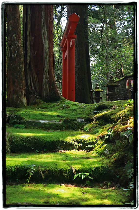 古座川町若宮神社の苔2304wakamiyashrine02.jpg