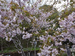 多摩桜３