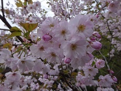 多摩桜４