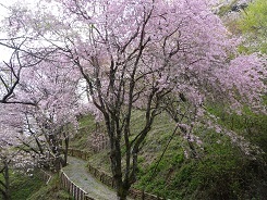 多摩桜６
