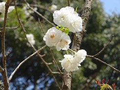 多摩桜18
