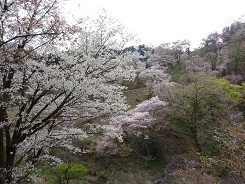 多摩桜24